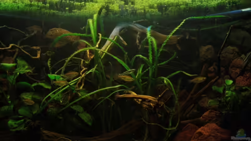 Fotografie von vorne gegen die Wasseroberfläche aufgenommen von Bämbel (9)