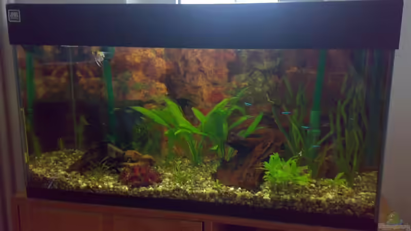 fotografiert am 23.3.08 von Franz Wüest (3)