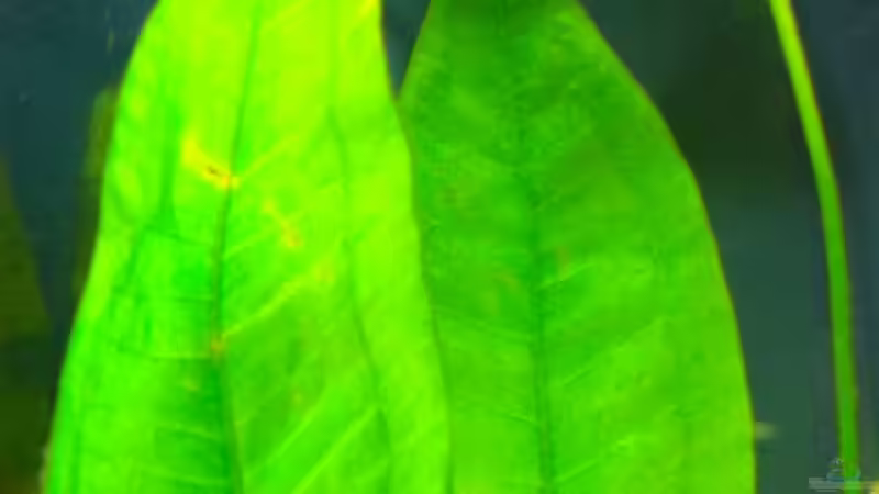 Fotosynthese läuft ;-) von linlan (14)