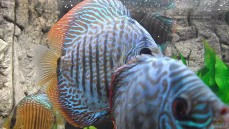 Fotoversuch des anderen Brillis; irgendjemand drängt sich halt immer ins Bild von Romer (18)