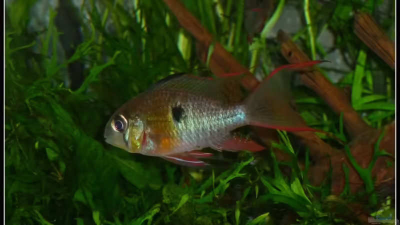 Fox Mulder von *Dominique* (23)