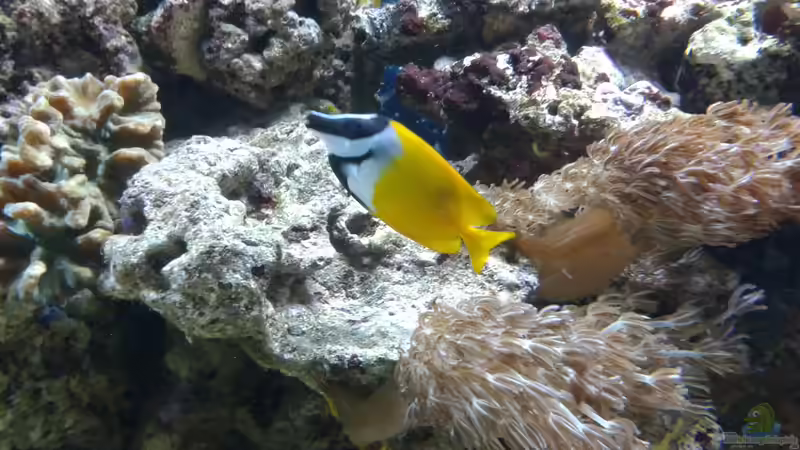 Siganus vulpinus im Aquarium halten (Einrichtungsbeispiele für Fuchsgesicht)