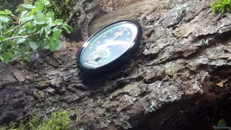 Fräulein Brunhilde von Teich höchstpersönlich von Hexe (5)