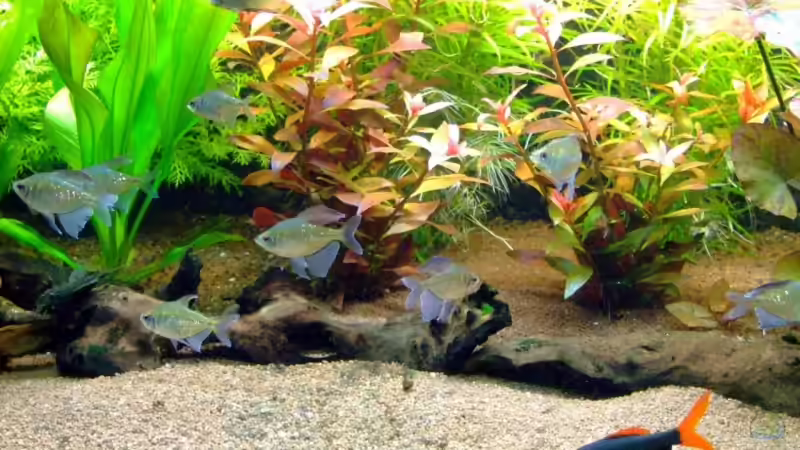 Fransenlipper mit Brilliantsalmlern von Wolfgang Röhken (17)