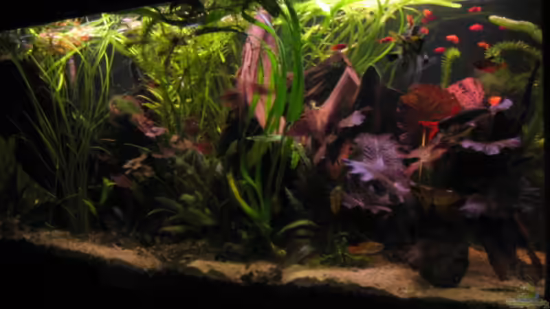 Fransenlipper und Co. von malawigome (11)