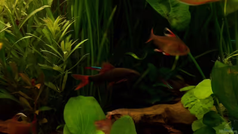 Fransenlipper und Schmukies von Andreas Weiler (17)