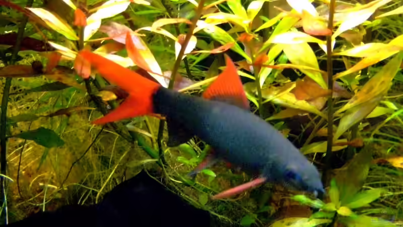 Fransenlipper von Wolfgang Röhken (23)