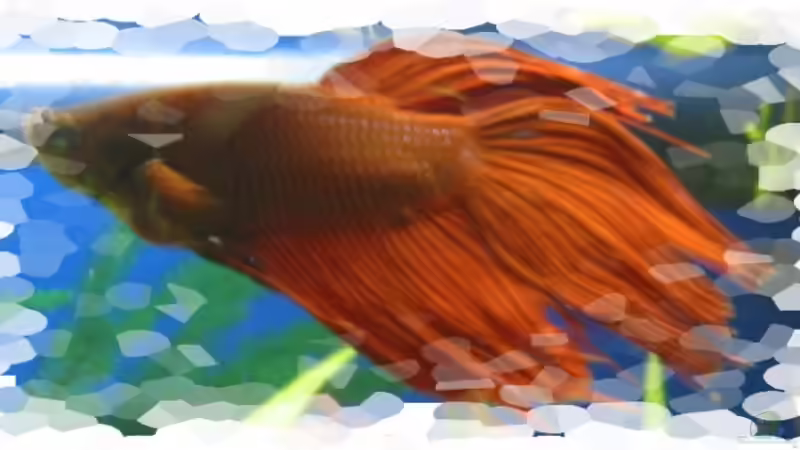 Franzl von redzac_w (2)