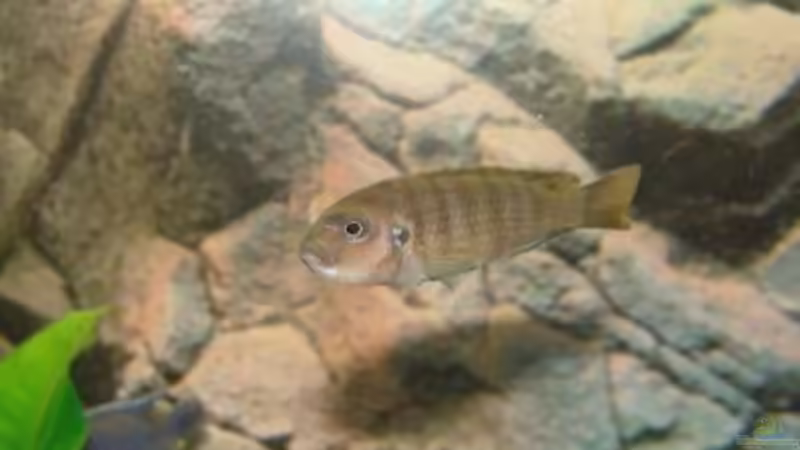 Frau Afra von malawi74 (15)