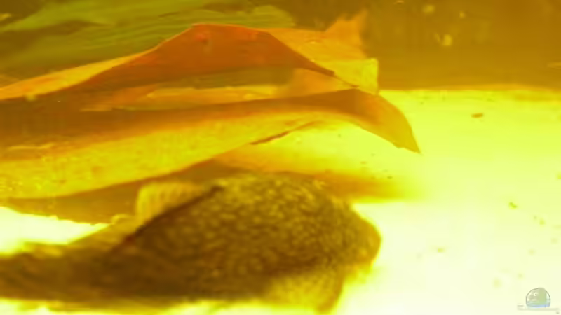 Frau Antennenwels von nemo0109 (40)