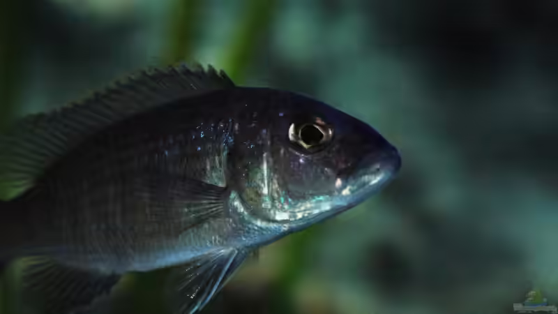 Frau Fyeri ist auch ganz hübsch. von Dommsel (40)