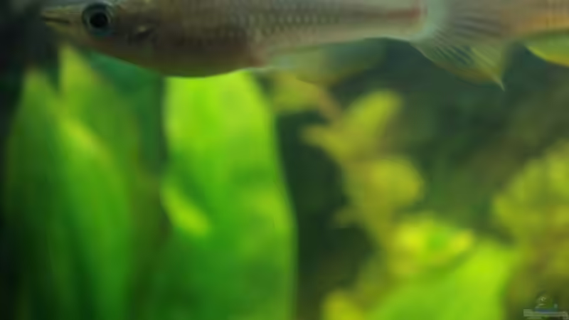 Frau Goldhechtling von lunimami (9)