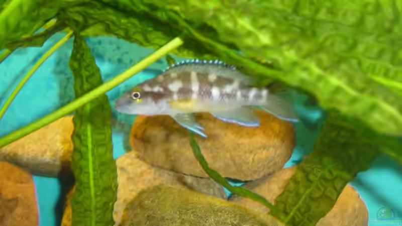 Frau Gombi von Lotte Smirnova (6)