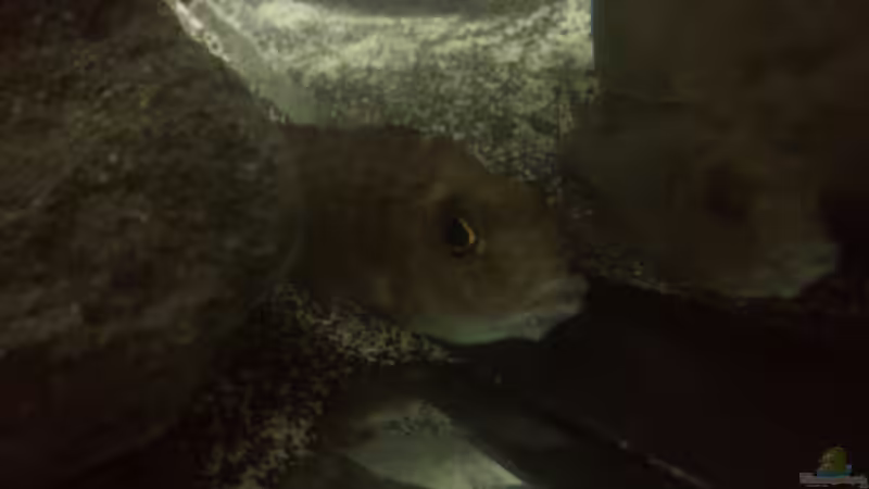 Frau hansbaenschi mit vollem Maul von Noah (35)