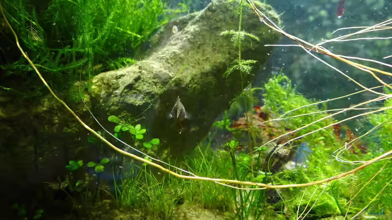 Frau Hausmeister von paris (45)