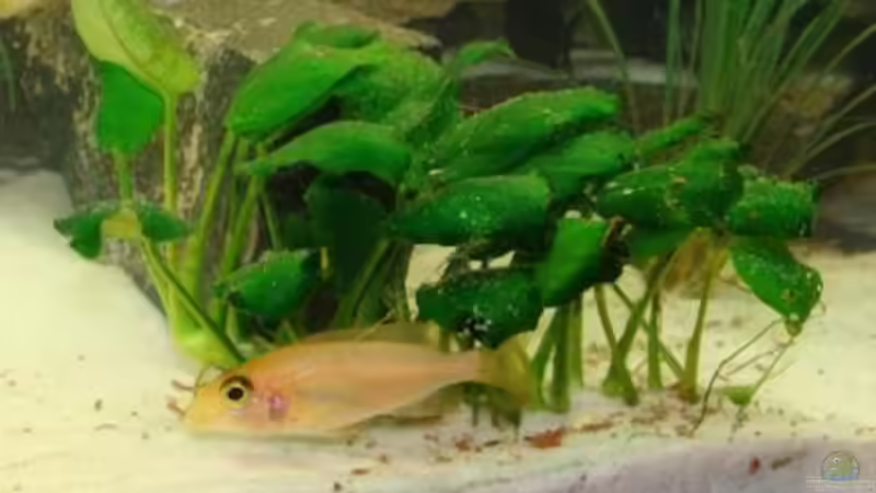 Frau Orchidee im Anubia-Wäldchen von malawi74 (39)