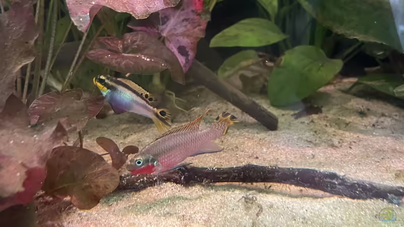 Frau und Herr Barsch von Franne (25)