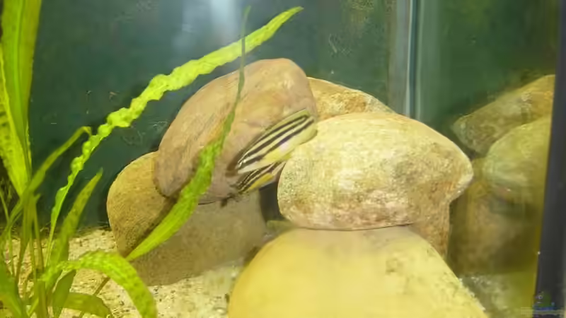 Frau und Herr Ornatus von Lotte Smirnova (7)