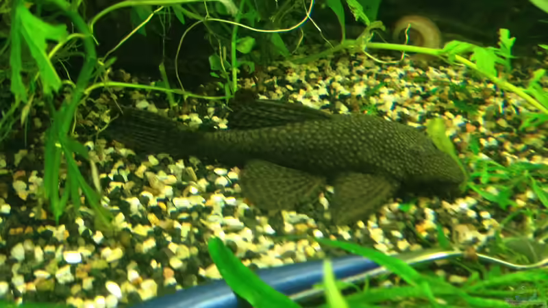 Frau Wels :) von Momo-kocht (5)