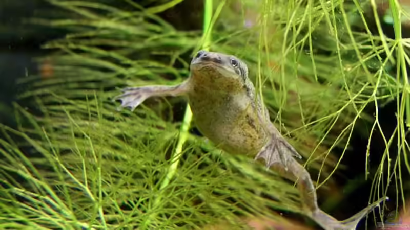 Freche Frösche...  von Denise83 (14)