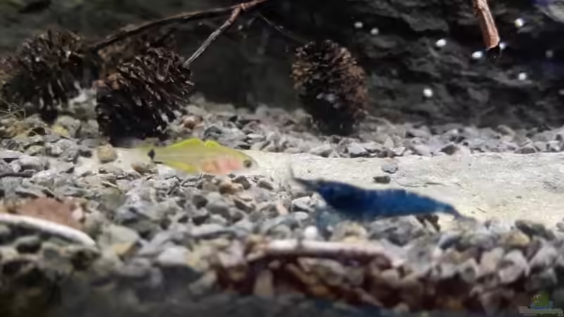 frecher Grundelnachwuchs von Glücksscherbe (24)