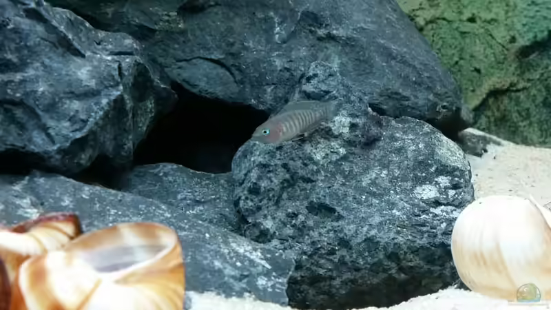 Frecher Multi von Uwe B. (4)