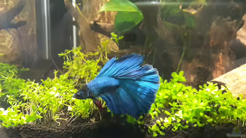 Fred :-) von Michael Müller (7)