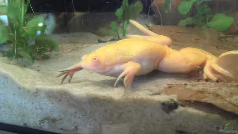 Fred, erster Tag bei uns. von Jenny (19)