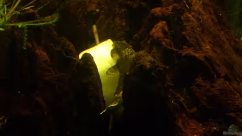 Fred der Ancistrus von TetraMike (32)