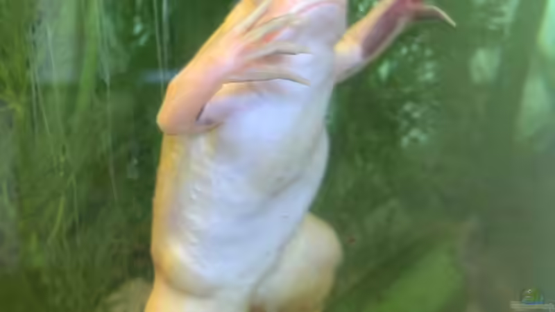 Fred Frosch, eingezogen am 13.04.2013 von Jenny (16)