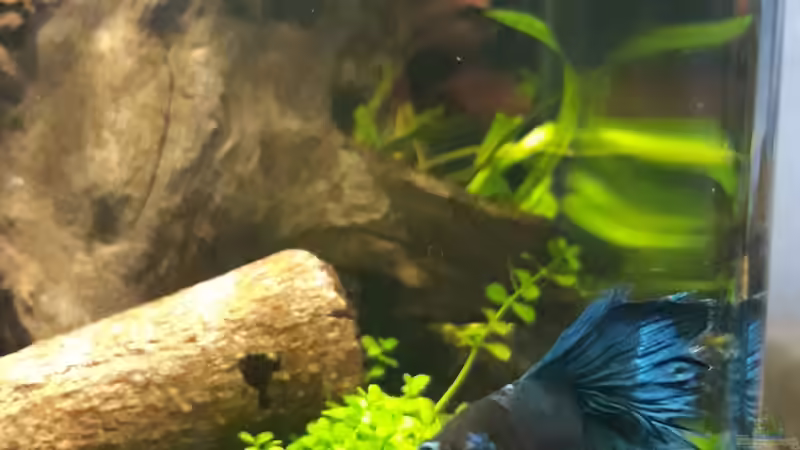 Fred ´Gibts jetzt endlich Futter?´ von Michael Müller (8)