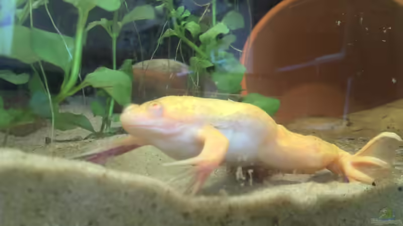 Fred ist ca 2 Jahre alt. von Jenny (20)