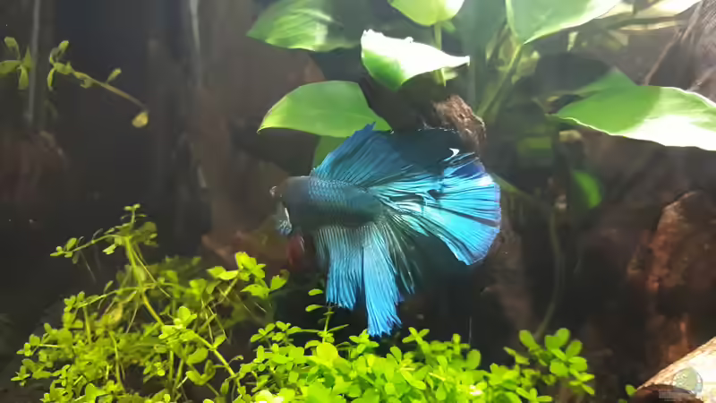 Fred ´Ist da wer in meinem Becken?´ von Michael Müller (9)