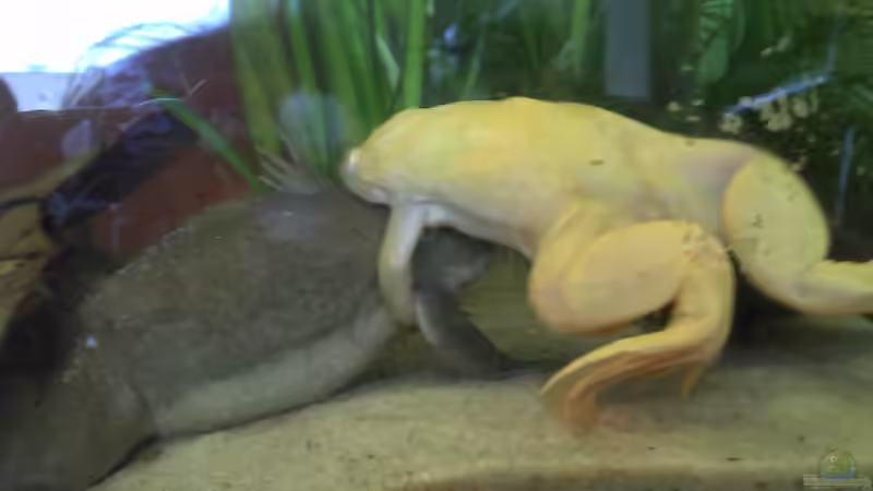 Fred übt^^ von Jenny (24)