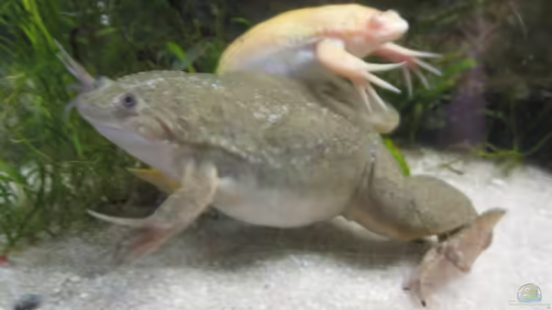 Fred und Gitti von Jenny (26)