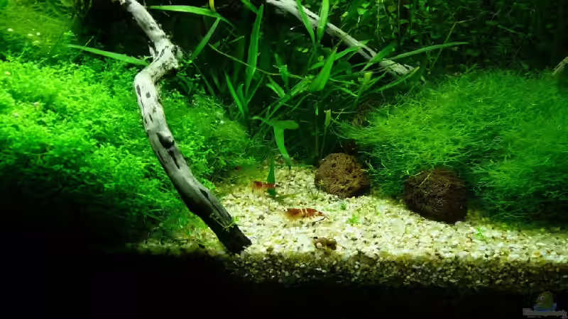 Frei Sandstelle, die gerne zur Futtersuche genutzt wird von Thomas Zehren (12)