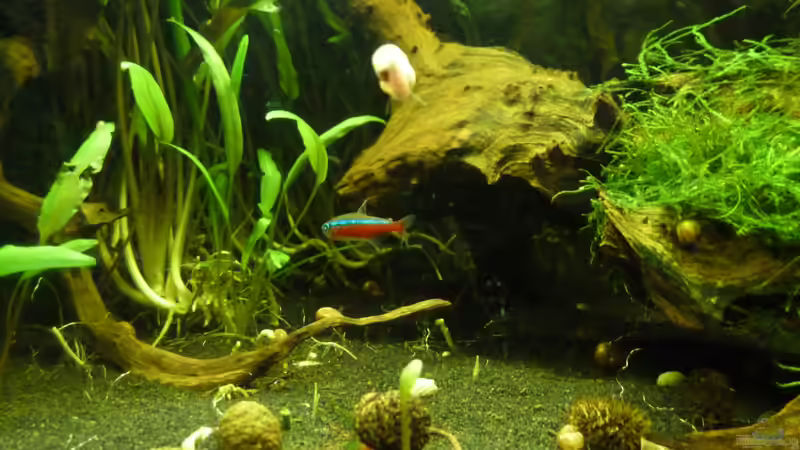 freier Schwimmraum in der Beckenmitte von Annika (2)