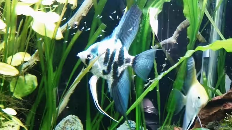 Freischwimmender Skalar Nachwuchs  von Helene (31)