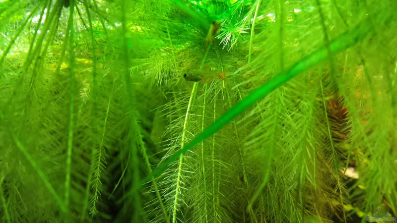 Freischwimmer :) von NRW (46)