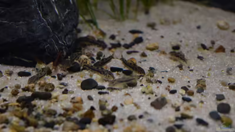 Fressen ;) von Junglist (55)