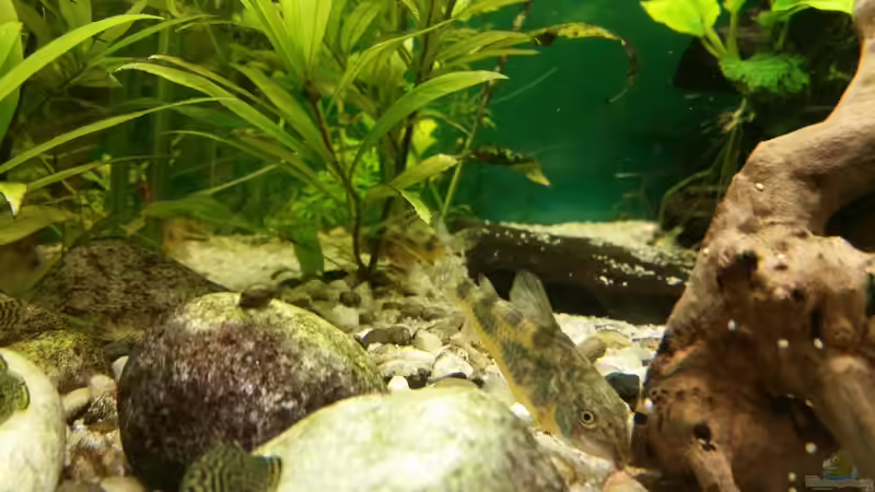 Fressenszeit von SvenDerGroße (16)