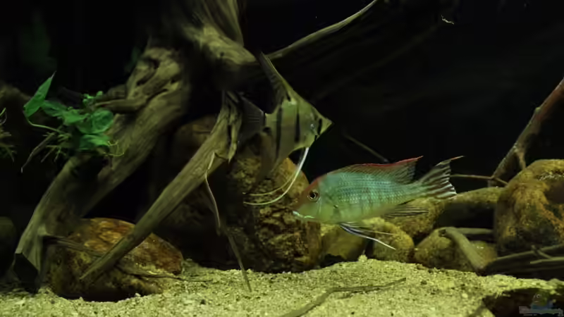 Freunde ? von Thomas S-H (17)