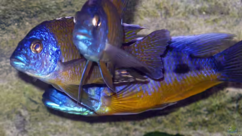 Aquarien mit Aulonocara stuartgranti "chiloelo" (Aulonocara hansbaenschi)