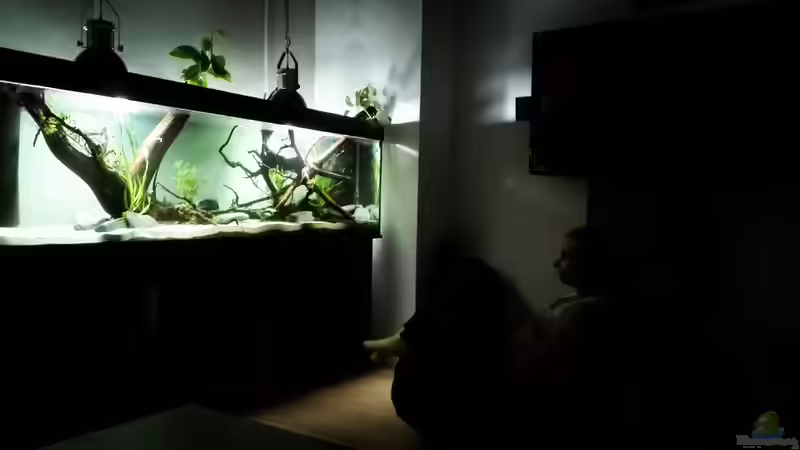 Freundin und das Aquarium von seb (28)