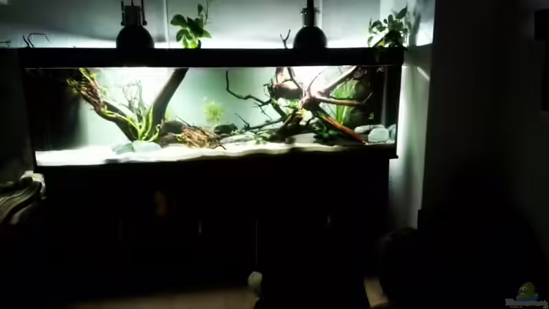 Freundin und das Aquarium von seb (29)