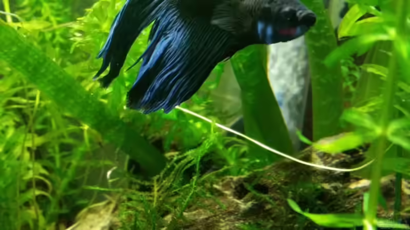 Fridolin   von Betta Chris (9)
