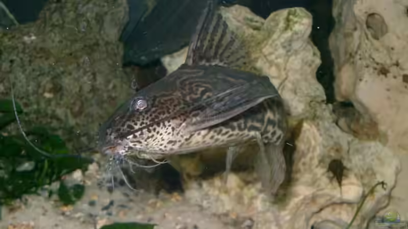 Fridolin von elbochos (16)