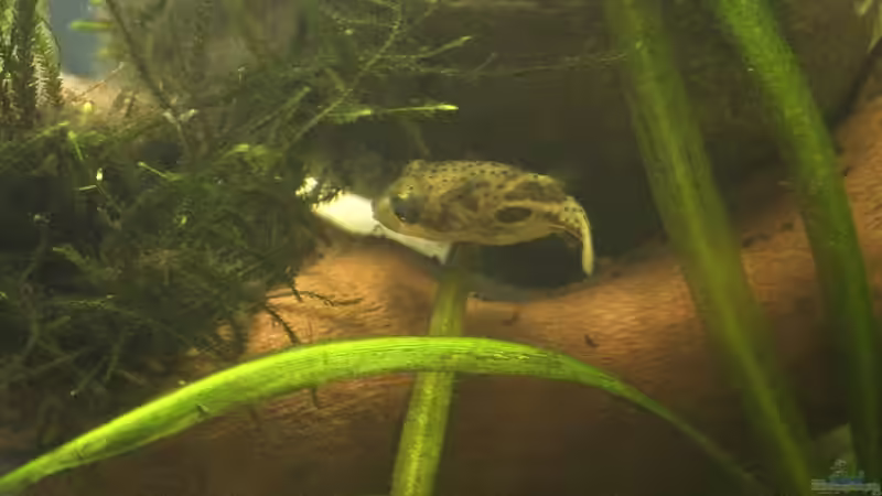 Frieda - da ist doch bestimmt eine Schnecke im Moos! - 04.07.2011 von bergfrau (58)