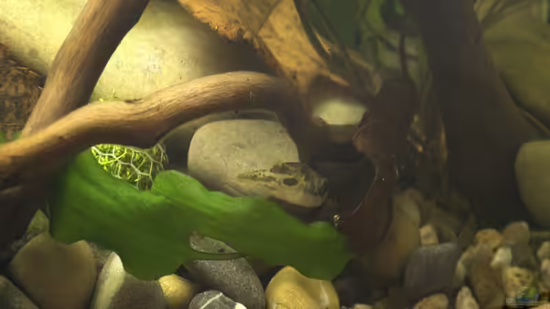 Frieda - Weitersuchen - irgendwo findet man immer eine Schnecke! - 04.07.2011 von bergfrau (59)