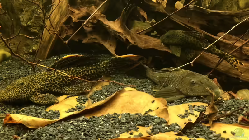 Friedlich zusammen  von Jonas B. (50)